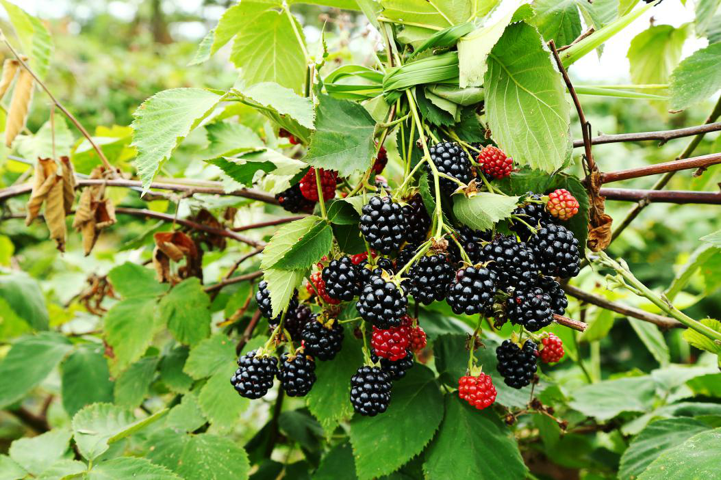 1743133090335546.png 257a78cc5762fbf150f55c38a37eeb04.png